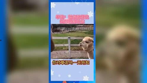 娱乐吃瓜音乐,一场跨界狂欢的视听盛宴